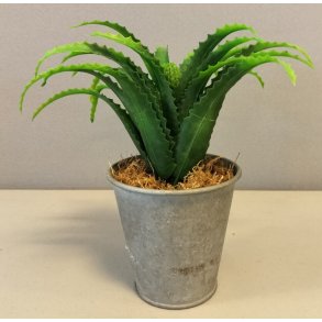 Plante-Deko: Kaktus/Agave/Aloe-Vera, Mini