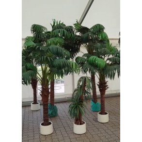 Plante-Deko: Palme Livistona